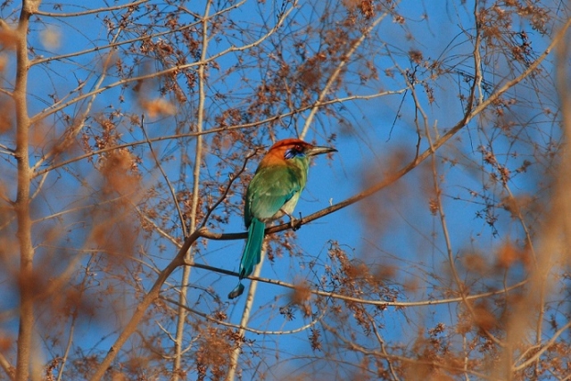  Bird watching 